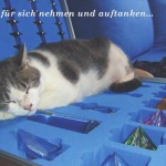Katze-Koffer