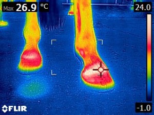 Thermographie_Pferd_Huf